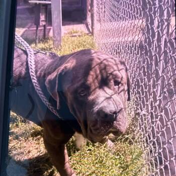 Labron -  Mastiff and Pit Bull Terrier Dog for Adoption in Hinesville, Georgia - Labron | PetCurious