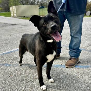 Mixed Breed Dogs Available for Adoption in Warrensburg, Missouri - Zeppelin | PetCurious
