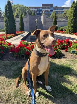 Rescue Retriever Dogs for Adoption in Bonifay, Florida - Delilah | PetCurious