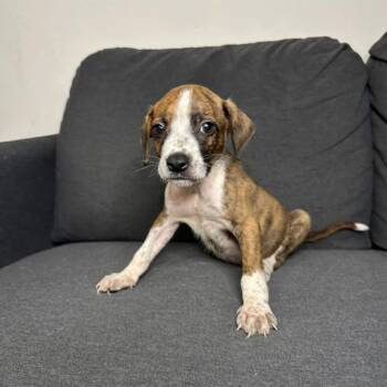 Fettuccine -  Jack Russell Terrier Dog for Adoption in Philadelphia, Pennsylvania - Fettuccine | PetCurious