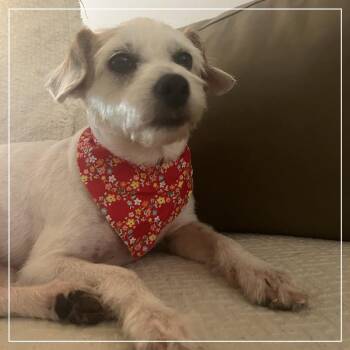 Pinky -  Wirehaired Terrier and Mixed Breed Dog for Adoption in Little Rock, Arkansas - Pinky | PetCurious