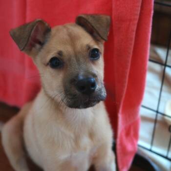 Rescue Labrador Retriever Dogs for Adoption in New York, New York - Fruity Pebbles | PetCurious