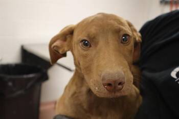 Rescue Mixed Breed Dogs for Adoption in Columbia, South Carolina - ASPEN | PetCurious