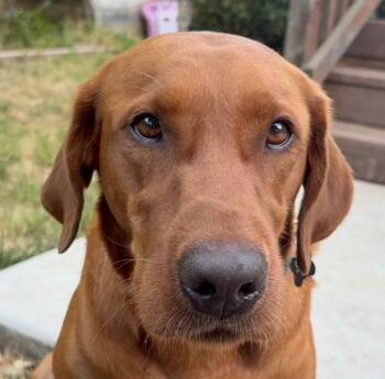 Roxy -  Labrador Retriever Dog for Adoption in Concord, California - Roxy | PetCurious