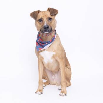 Mixed Breed Dogs Available for Adoption - Dakota | PetCurious