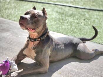 Rescue Pit Bull Terrier Dogs for Adoption in Derwood, Maryland - Xylophone | PetCurious