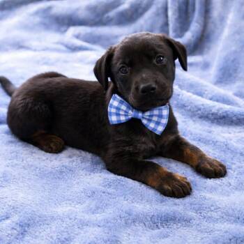 German Shepherd Dog and Labrador Retriever Dogs Available for Adoption - VIGGO GS | PetCurious