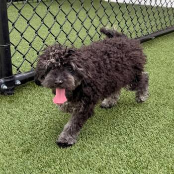 Barrel 7020 -  Poodle Dog for Adoption in Loxahatchee Groves, Florida - Barrel 7020 | PetCurious