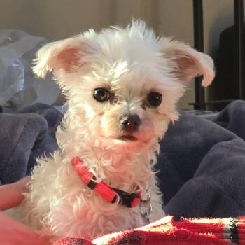 Rescue Maltese Dogs for Adoption in Elmwood Park, Wisconsin - Ariel | PetCurious