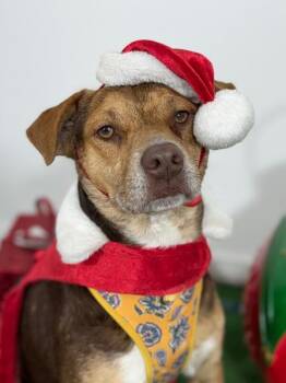 Mountain Cur and Beagle Dogs Available for Adoption - Miel | PetCurious