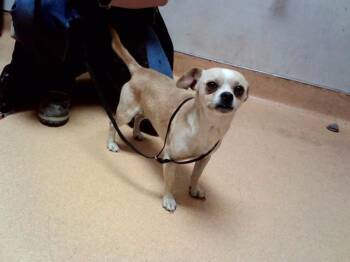 NORTON -  Terrier and Mixed Breed Dog for Adoption in Martinez, California - NORTON | PetCurious