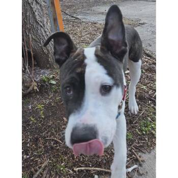 Milo Denny -  Pit Bull Terrier Dog for Adoption in Rochester, New York - Milo Denny | PetCurious