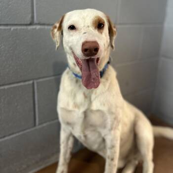 FRANK -  Catahoula Leopard Dog and Mixed Breed Dog for Adoption in Kyle, Texas - FRANK | PetCurious