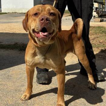 American Staffordshire Terrier and Mixed Breed Dogs Available for Adoption in Pensacola, Florida - BUSCH JR | PetCurious