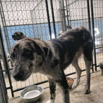 Australian Shepherd Dogs Available for Adoption in Brooksville, Kentucky - Shaggy | PetCurious