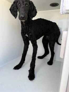 Poodle Dogs Available for Adoption - A651586 | PetCurious