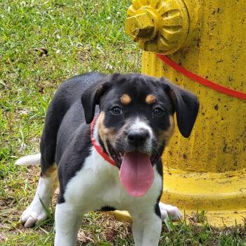Mixed Breed Dogs Available for Adoption in Marion, Mississippi - Harriette | PetCurious
