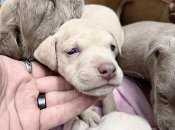 Pit Bull Terrier and Mixed Breed Dogs Available for Adoption in Houston, Texas - A654203 | PetCurious