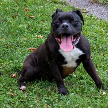 Aiden the biggie boy -  Boxer and American Staffordshire Terrier Dog for Adoption in Houston, Texas - Aiden The Biggie Boy | PetCurious