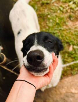 Border Collie and Cattle Dog Dogs Available for Adoption - Poptart | PetCurious