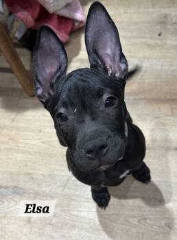 Elsa -  Pit Bull Terrier Dog for Adoption in Urbana, Ohio - Elsa | PetCurious