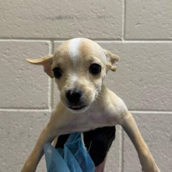 Wednesday -  Chihuahua and Mixed Breed Dog for Adoption in Reno, Nevada - Wednesday | PetCurious