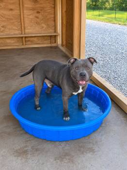 Tupac -  Pit Bull Terrier Dog for Adoption in Senatobia, Mississippi - Tupac | PetCurious