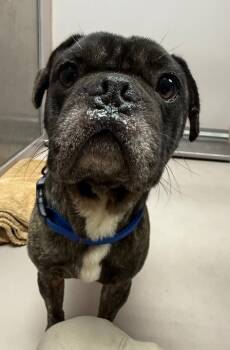 Rescue French Bulldog and Pug Dogs for Adoption in Sherwood, Arkansas - Smeagol | PetCurious
