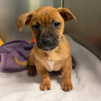 Chihuahua and Mixed Breed Dogs Available for Adoption - Elsie | PetCurious