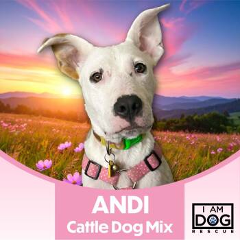 Andi -  Australian Cattle Dog Blue Heeler and German Shepherd Dog Dog for Adoption in Cross Roads, Texas - Andi | PetCurious