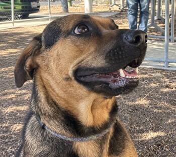 KINGKONG -  Pit Bull Terrier and Mixed Breed Dog for Adoption in Martinez, California - KINGKONG | PetCurious