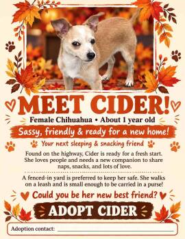 Cider -  Chihuahua Dog for Adoption in York, Nebraska - Cider | PetCurious