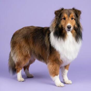 Noelle -  Shetland Sheepdog Sheltie Dog Available for Adoption in Leesburg, Georgia - Noelle | PetCurious