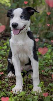 PUPPY RICHIE -  Border Collie Dog for Adoption in Franklin, Tennessee - PUPPY RICHIE | PetCurious