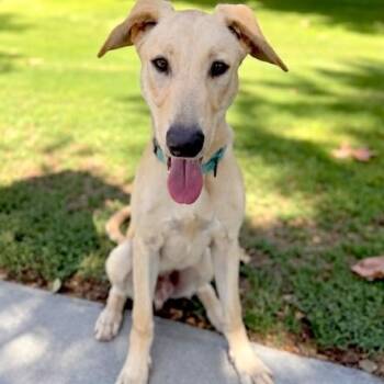 Simba -  Labrador Retriever and Golden Retriever Dog for Adoption in Los Angeles, California - Simba | PetCurious