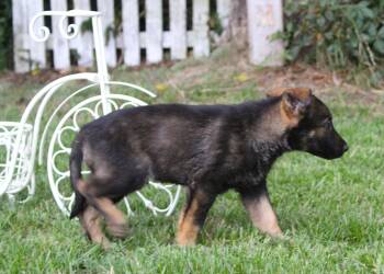 German Shepherd Dog Dogs Available for Adoption in Holly Hill, South Carolina - Nico-9 Wks -Neuter Contract Required $525 | PetCurious