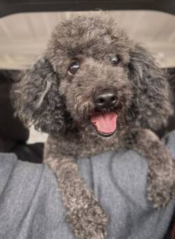 Bichon Frise Dogs Available for Adoption - Princess Jasmine | PetCurious