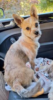 Hollis -  Chihuahua and Havanese Dog for Adoption in Salem, Oregon - Hollis | PetCurious