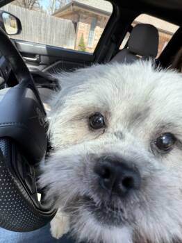 Shih Tzu and Mixed Breed Dogs Available for Adoption in Choctaw, Oklahoma - Oso | PetCurious