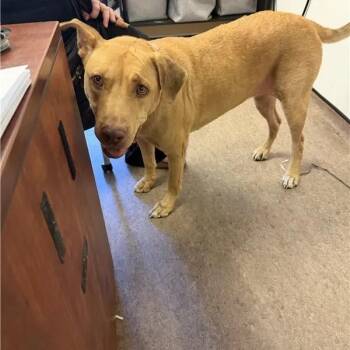 Abby -  Labrador Retriever Dog for Adoption in Brentwood, Missouri - Abby | PetCurious