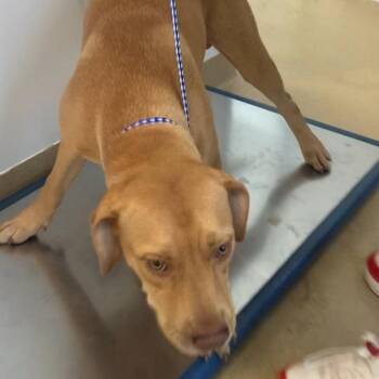 Simba -  Mixed Breed Dog for Adoption in West Palm Beach, Florida - Simba | PetCurious