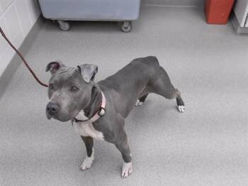 IDA -  Boxer and Mixed Breed Dog for Adoption in Omaha, Nebraska - IDA | PetCurious