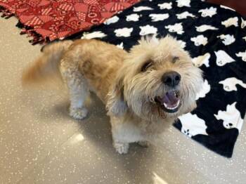 DUDDLEY DOUGHBOY -  Dandie Dinmont Terrier Dog for Adoption in Fort Wayne, Indiana - DUDDLEY DOUGHBOY | PetCurious