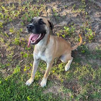 Savage -  Great Dane and Great Pyrenees Dog for Adoption in Sugar Land, Texas - Savage | PetCurious