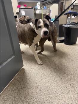 Babygirl -  Pit Bull Terrier and Mixed Breed Dog for Adoption in Conway, Arkansas - Babygirl | PetCurious