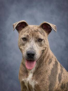 Catahoula Leopard Dog and Mixed Breed Dogs Available for Adoption in Taylorsville, North Carolina - Aurora | PetCurious