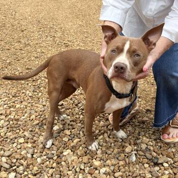 Chester -  Pit Bull Terrier Dog for Adoption in Chicago, Illinois - Chester | PetCurious