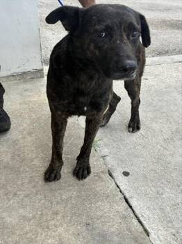RAMON -  German Shepherd Dog and Mixed Breed Dog for Adoption in Doral, Florida - RAMON | PetCurious