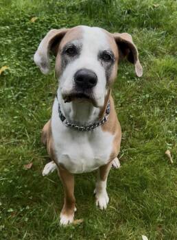 Mastiff Dogs Available for Adoption - River | PetCurious