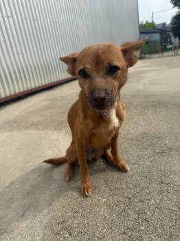 Lady bug -  Chihuahua Dog for Adoption in Lexington, Kentucky - Lady Bug | PetCurious